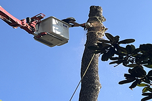 mr. ds tree trimming services 300x200